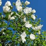 Hibiscus mutabilis Habitus