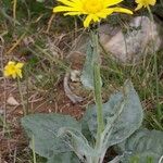 Senecio provincialis Habit