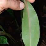 Stylogyne lateriflora Blatt