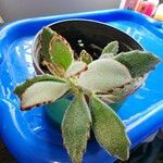 Kalanchoe tomentosaLeaf