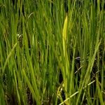 Acorus calamus Leaf