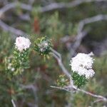 Trichocephalus stipularis Flower