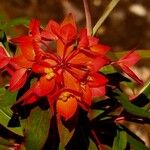 Euphorbia griffithii Flor