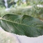 Malus baccata Leaf