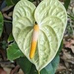 Anthurium nymphaeifolium Frunză