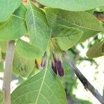 Iochroma cyaneum Blomma