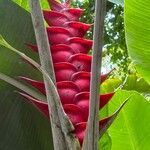 Heliconia caribaea Кветка