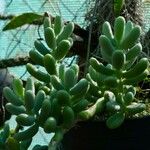 Sedum allantoides পাতা