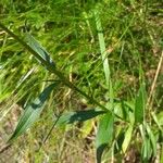 Dianthus carthusianorum 葉