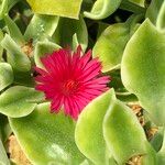 Mesembryanthemum cordifolium cv. 'Variegata' Цветок