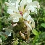 Pedicularis comosa Flower