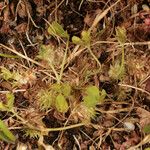 Trifolium suffocatum Libunga