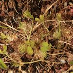 Trifolium suffocatum Habitus