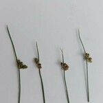 Juncus filiformis Frucht