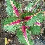 Perilla frutescens Leaf