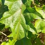 Solanum viarum Листок