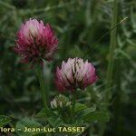 Trifolium isthmocarpum Λουλούδι