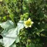 Bryonia alba Flower