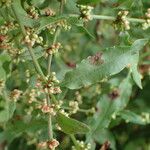 Rumex conglomeratus Leaf