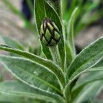 Centaurea triumfettii Blatt