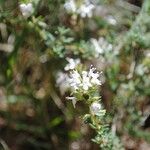 Thymus vulgaris Flower