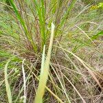 Tripidium ravennae Blad