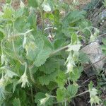 Geum heterocarpum Habit