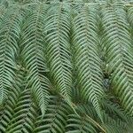 Dicksonia antarctica Leaf