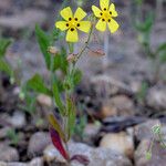 Tuberaria guttata Costuma