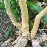Iochroma cyaneum Bark