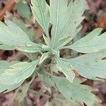 Romneya coulteri Leaf