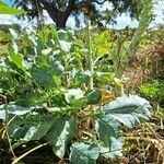 Crambe maritima 叶