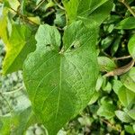 Convolvulus silvaticus Leaf