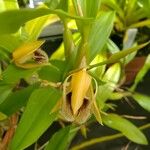 Coelogyne ovalis Flor