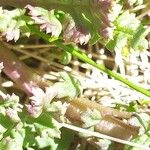 Pedicularis sylvatica Leaf