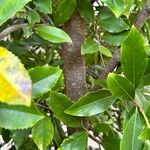 Prunus caroliniana Bark