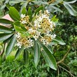 Cossinia pinnata Flower