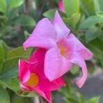 Mandevilla sanderi 花