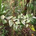 Securidaca diversifolia Leaf