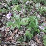 Cardamine pentaphyllos Агульны выгляд