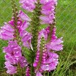 Physostegia virginiana 整株植物