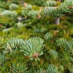 Abies koreana 葉