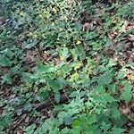 Lactuca muralis Habit