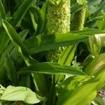 Eucomis pallidiflora Leaf