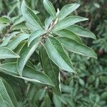 Cornus capitata 叶