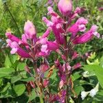 Salvia involucrata Fleur
