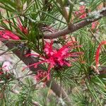 Grevillea rosmarinifolia Цветок