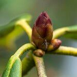 Rhododendron strigillosum Annet