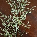 Eragrostis minor Fleur
