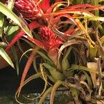 Aechmea recurvata Folha
